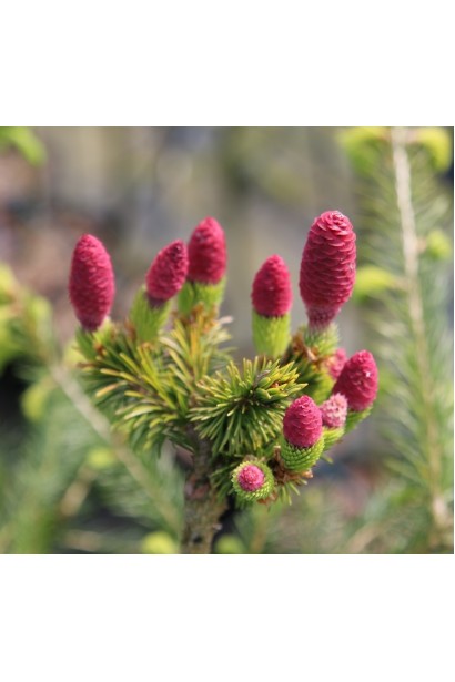 Червоні молоді шишки ялини Медуза 